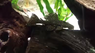 Aquarien mit Leporacanthicus galaxias