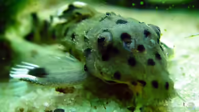 Aquarien mit Leporacanthicus joselimai