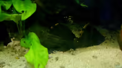 Aquarien mit Leporacanthicus triactis