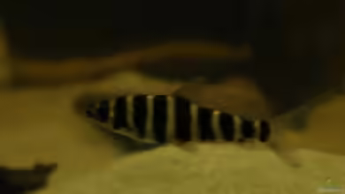 Aquarien mit Leporinus fasciatus