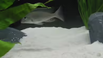 Aquarien mit Lethrinops albus