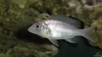 Aquarien mit Lethrinops longipinnis