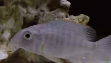 Aquarien mit Lethrinops longipinnis