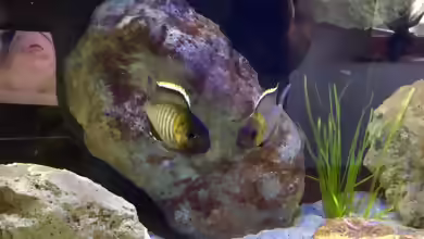 Aquarien mit Lethrinops micrentodon