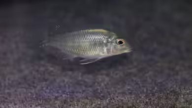Aquarien mit Lethrinops sp. ´red cap´
