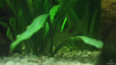Aquarien mit Macrobrachium assamense