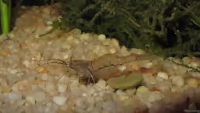 Aquarien mit Macrobrachium lanchesteri