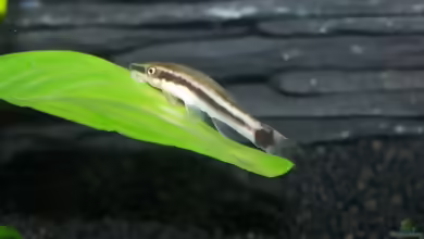 Aquarien mit Macrotocinclus affinis