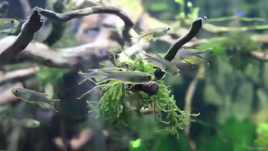 Aquarien mit Marosatherina ladigesi