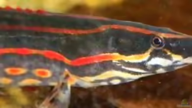 Aquarien mit Mastacembelus erythrotaenia