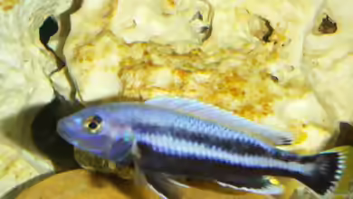 Aquarien mit Melanochromis chipokae
