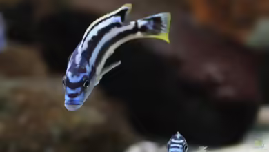 Aquarien mit Melanochromis kaskazini
