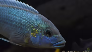 Aquarien mit Melanochromis lepidiadaptes