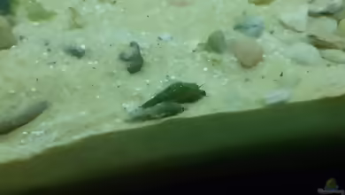 Aquarien mit Melanoides tuberculata