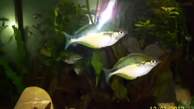 Aquarien mit Melanotaenia lacustris