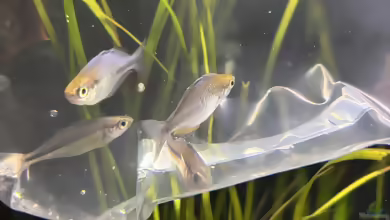 Aquarien mit Melanotaenia lacustris