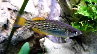Aquarien mit Melanotaenia maccullochi