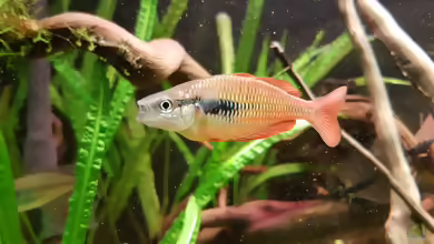 Aquarien mit Melanotaenia parva