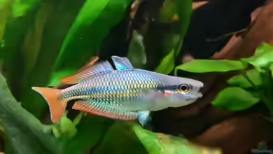 Aquarien mit Melanotaenia picta