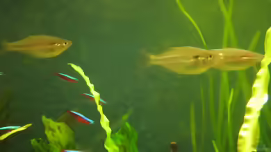 Aquarien mit Melanotaenia sexlineata