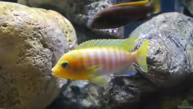 Aquarien mit Metriaclima hajomaylandi
