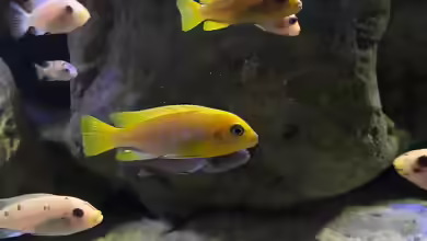 Aquarien mit Metriaclima hajomaylandi
