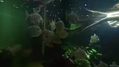 Aquarien mit Metynnis fasciatus