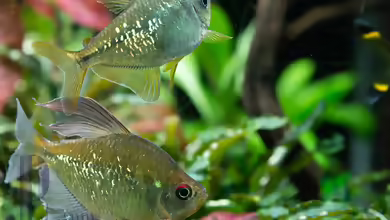 Aquarien mit Moenkhausia pittieri