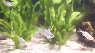 Aquarien mit Moenkhausia pittieri