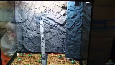 Aquarien mit Motivrückwand Juwel Stone