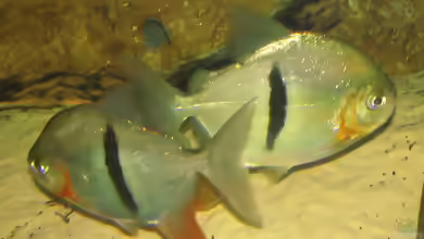 Aquarien mit Myleus schomburgkii