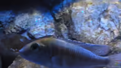 Aquarien mit Mylochromis plagiotaenia