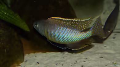 Aquarien mit Mylochromis