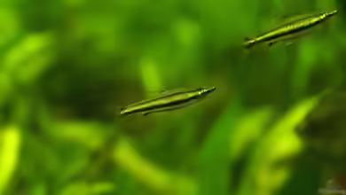 Aquarien mit Nannostomus trifasciatus