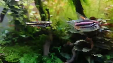 Aquarien mit Nannostomus mortenthaleri