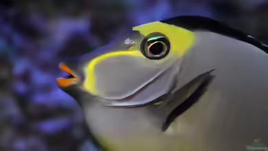 Aquarien mit Naso lituratus