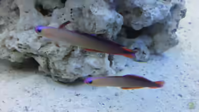 Aquarien mit Nemateleotris decora