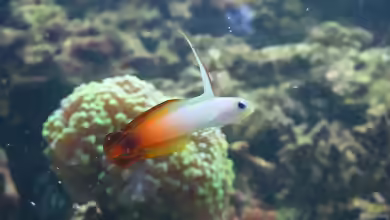 Aquarien mit Nemateleotris magnifica