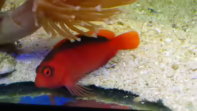 Aquarien mit Neocirrhites armatus