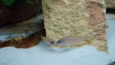 Aquarien mit Neolamprologus caudopunctatus