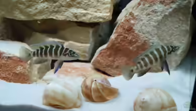 Aquarien mit Neolamprologus cylindricus
