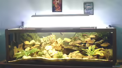 Aquarien mit Neolamprologus falcicula