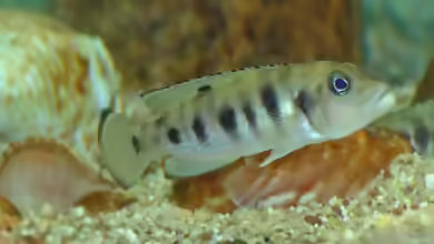 Aquarien mit Neolamprologus hecqui