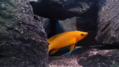 Aquarien mit Neolamprologus longior