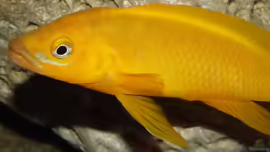Aquarien mit Neolamprologus longior