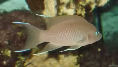 Aquarien mit Neolamprologus marunguensis