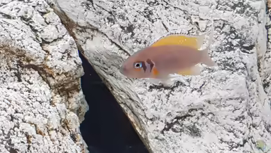 Aquarien mit Neolamprologus pulcher