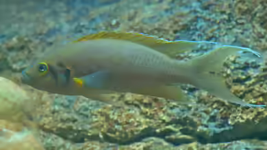 Aquarien mit Neolamprologus pulcher