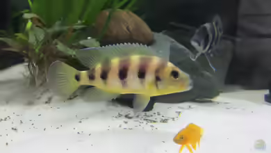 Aquarien mit Neolamprologus sexfasciatus