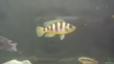 Aquarien mit Neolamprologus sexfasciatus